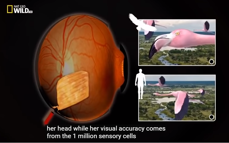 فعالسازی-زینویس-در-یوتیوب۲