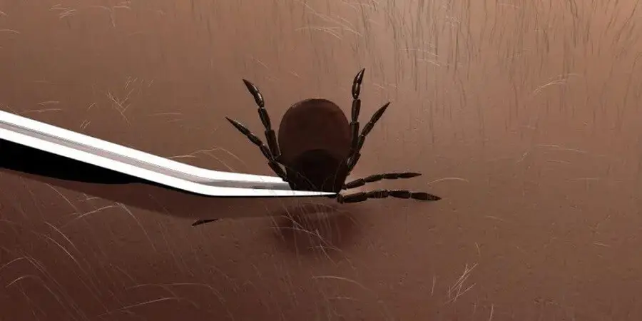 پیشگیری-از-بیماری-لایم