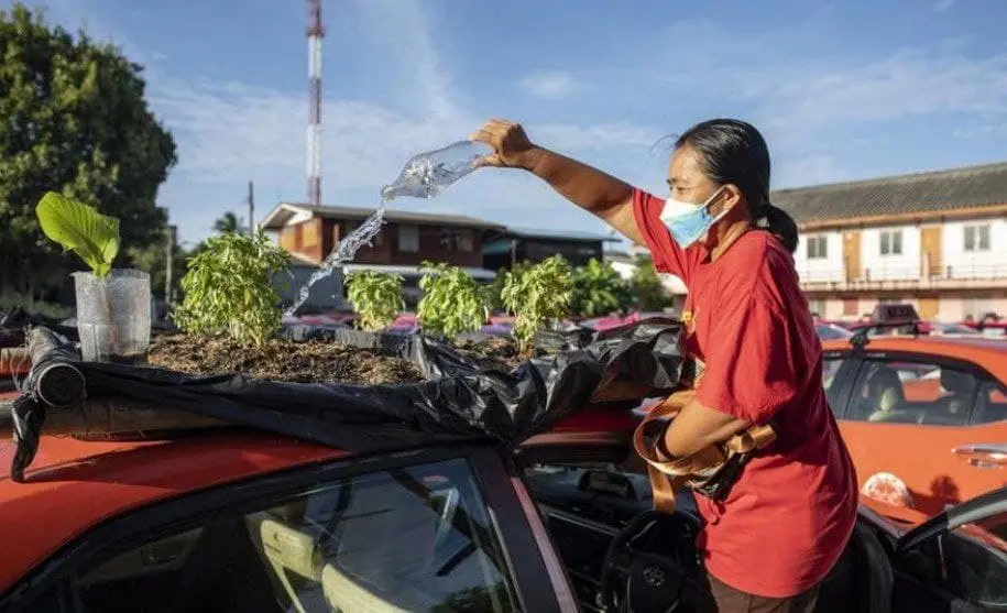 تاکسی-باغچه۳
