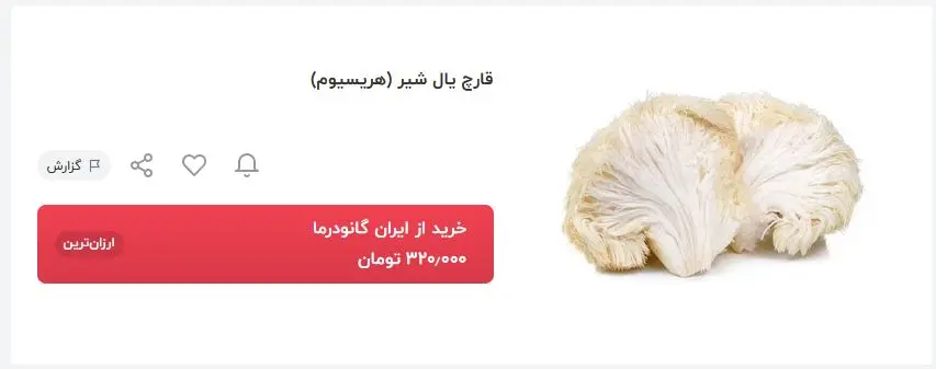 قارچ-یال شیر