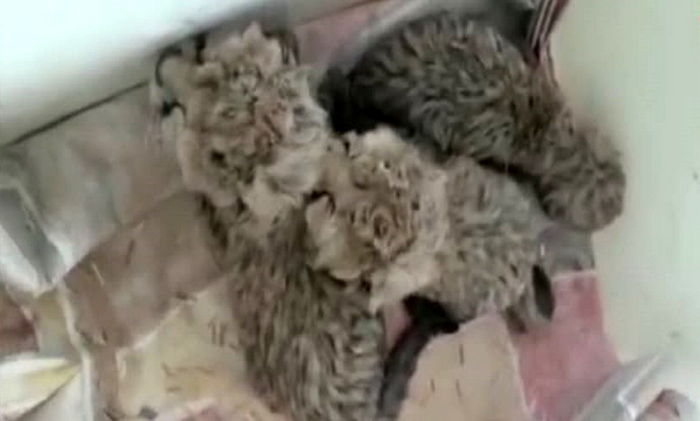 خبر بد درباره توله یوزهای «ایران» 