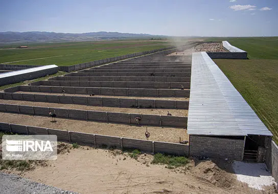 پرورش-شترمرغ (4)