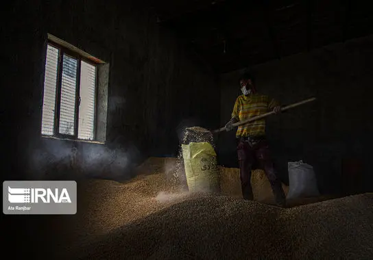 پرورش-شترمرغ (5)