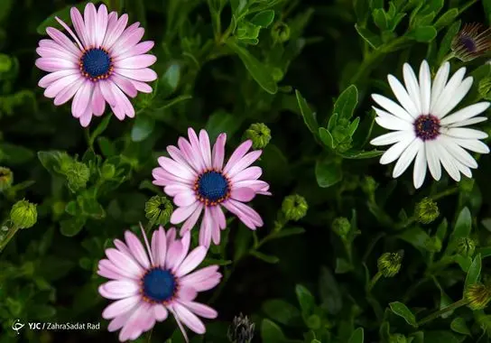 بازار-گل (12)