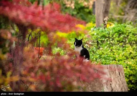 ایرانگردی-گردشگری (10)