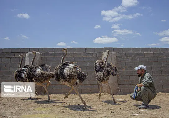 پرورش-شترمرغ (8)