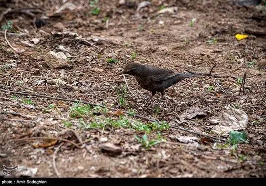 ایرانگردی-گردشگری (5)