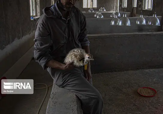 پرورش-شترمرغ (10)