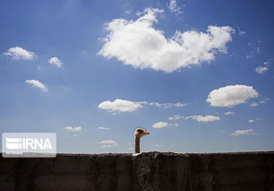 پرورش-شترمرغ (15)