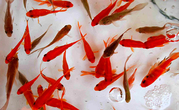 عجیب اما واقعی /  قیمت ماهی گلی ۱۰۰ هزار تومان!

