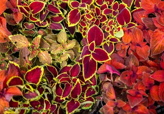 بازار-گل (19)