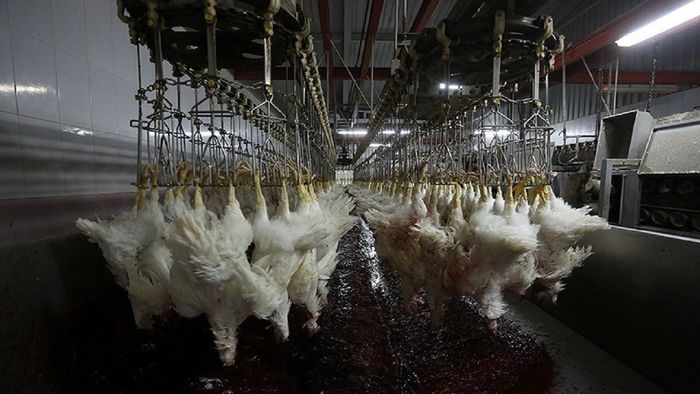 ماجرای مرغ تریاکی در اصفهان چه بود؟