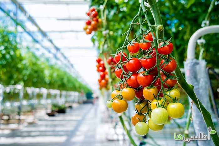 خرید بذر صیفی جات گلخانه‌ای از سایت اطلسی ها