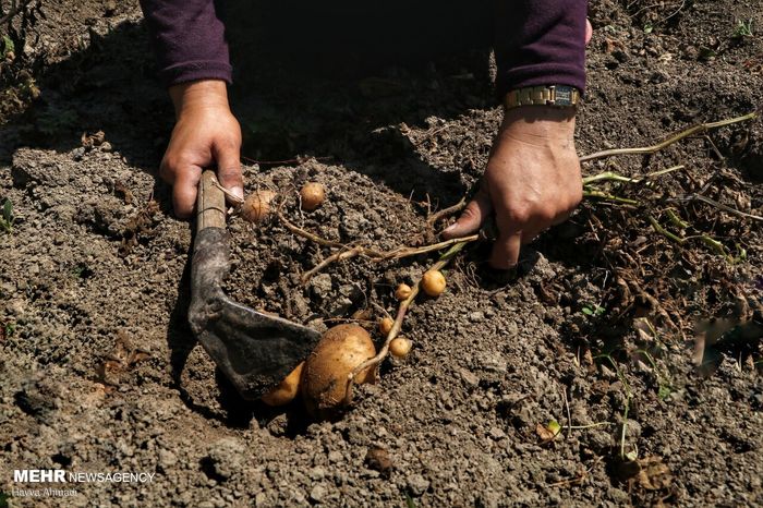 کدام کالا بیشترین افزایش قیمت را داشته است؟